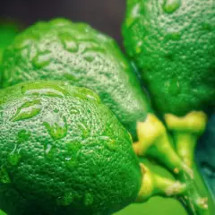 Frische, grüne Limetten mit Wassertropfen auf der Schale. Perfekt für die Zubereitung von Limoncello oder zum Limetten haltbar machen.
