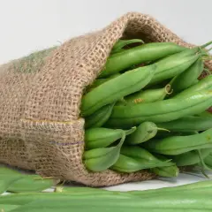 Ein Jutesack quillt über mit frischen grünen Bohnen. Sie liegen lose auf dem Tisch, bereit zur Lagerung oder Zubereitung.