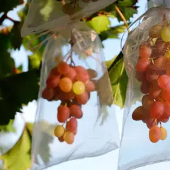 Reife rote und gelbe Weintrauben hängen in durchscheinenden Netzsäckchen am Rebstock. Eine Methode, um die Früchte vor Schädlingen zu schützen und die Weintrauben aufzubewahren.