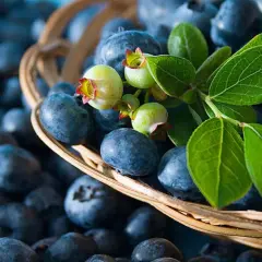 Ein Korb voller Blaubeeren, ideal für die Schwangerschaft. Frische Beeren mit grünen Blättern und unreifen Früchten.