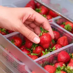 Hand wählt eine saftige Erdbeere aus einer Plastikschale. So lagert man Erdbeeren am besten, um sie frisch zu halten.