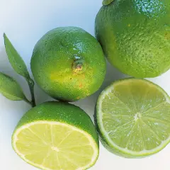 Frische Limetten, eine halbiert, bereit zum Einfrieren für Cocktails oder zum Kochen.