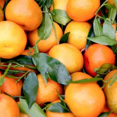 Frische, saftige Orangen mit grünen Blättern, bereit zur Lagerung.