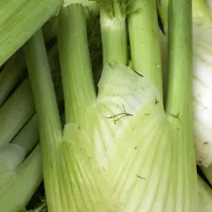 Frischer Fenchel, bereit zur Lagerung. Tipps für fenchel haltbar machen.
