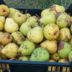 Schwarze Kiste voller reifer Birnen, bereit zum Lagern. Die Früchte sind gelb-grün mit braunen Sprenkeln.