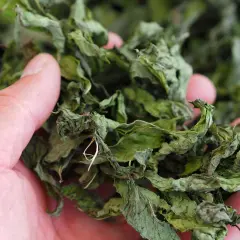 Getrocknete Minze in einer Hand, bereit zur Lagerung. So bewahrt man frische Minze auf, um ihr Aroma zu erhalten.