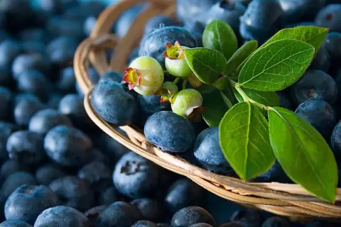 Ein Korb voller Blaubeeren, ideal für die Schwangerschaft. Frische Beeren mit grünen Blättern und unreifen Früchten.