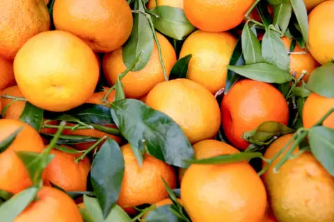 Frische, saftige Orangen mit grünen Blättern, bereit zur Lagerung.