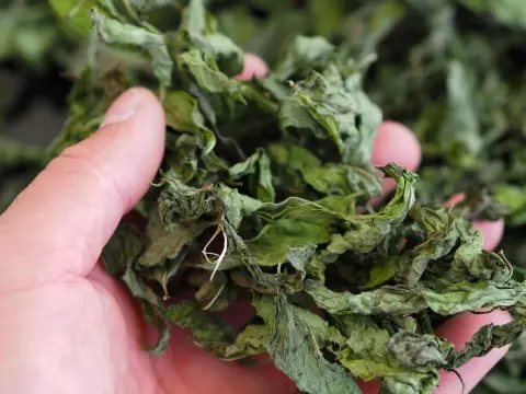 Minze aufbewahren - So bleibt sie lange frisch und aromatisch