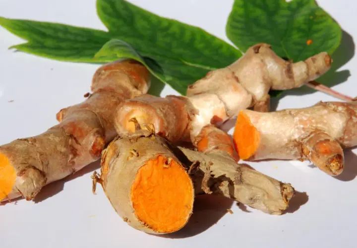 Frische Kurkumawurzeln mit leuchtend orangefarbenem Inneren. Man kann Kurkuma roh essen, um von ihren gesunden Inhaltsstoffen zu profitieren.