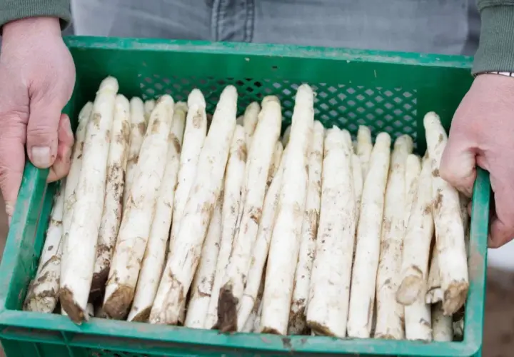 Hände tragen eine Kiste mit frischem weißem Spargel. Manche Menschen reagieren empfindlich auf Spargel, was zu einer Spargelallergie führen kann.