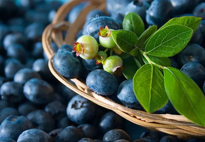 Ein Korb voller Blaubeeren, ideal für die Schwangerschaft. Frische Beeren mit grünen Blättern und unreifen Früchten.