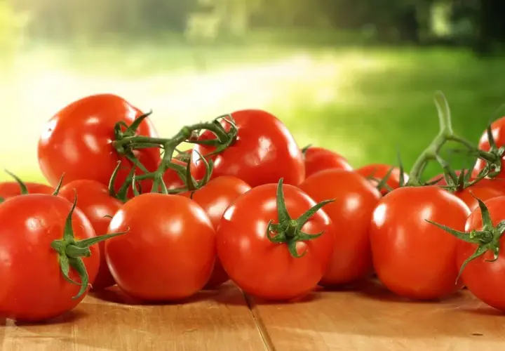 Frisch geerntete Tomaten lagern auf einer Holzoberfläche, bereit für die Zubereitung.