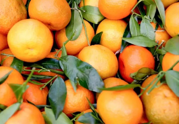 Frische, saftige Orangen mit grünen Blättern, bereit zur Lagerung.