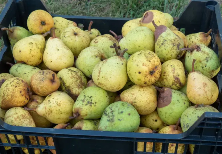 Schwarze Kiste voller reifer Birnen, bereit zum Lagern. Die Früchte sind gelb-grün mit braunen Sprenkeln.
