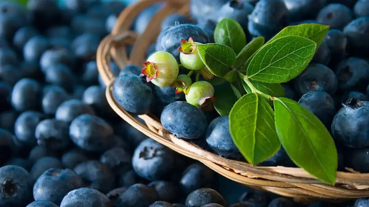 Blaubeeren in der Schwangerschaft - Worauf du wirklich achten musst