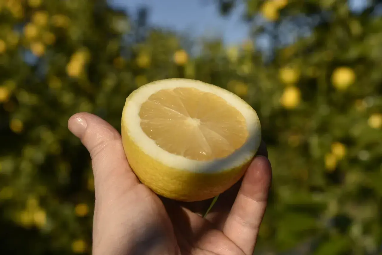 Eine Hand hält eine halbe Zitrone vor einem Hintergrund mit Zitronenbäumen. Perfekt, um zu zeigen, wie man Zitronen lagern kann.
