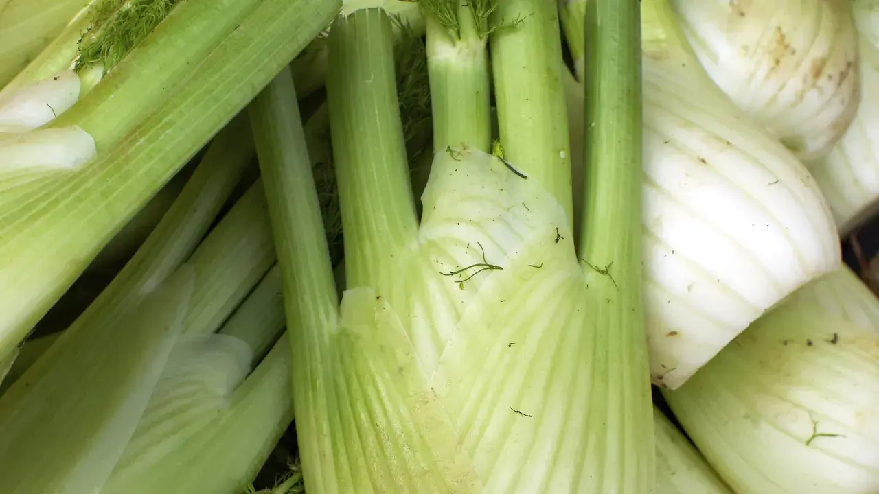 Frischer Fenchel, bereit zur Lagerung. Tipps für fenchel haltbar machen.