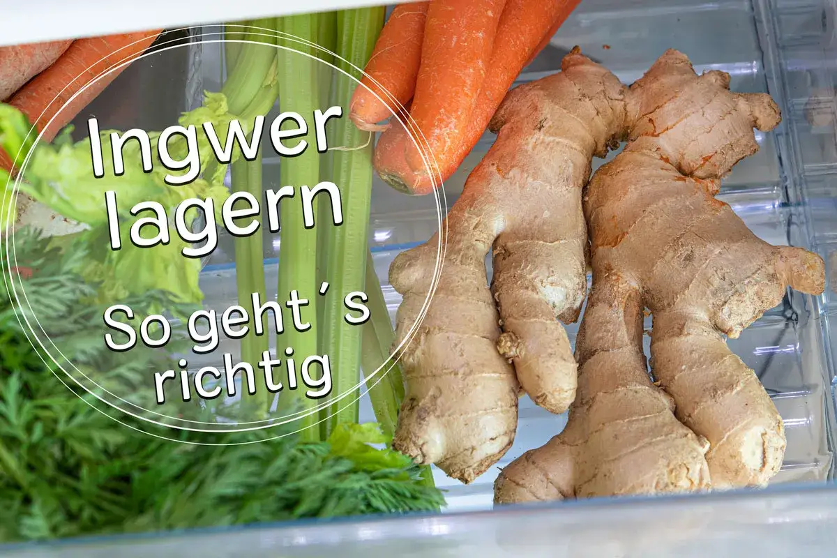 Frischen Ingwer lagern: So geht's richtig. Ingwer, Karotten und Sellerie im Kühlschrank.
